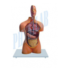 Torso Half Size With Head